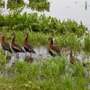 A flock of brown ducks