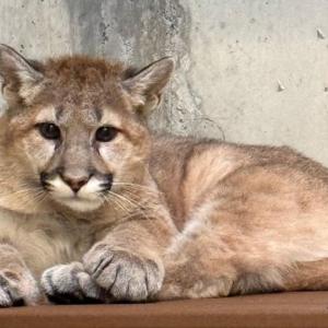Cougar cub