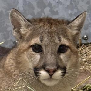 Cougar cub