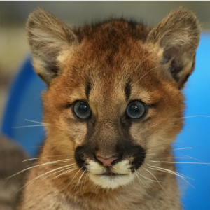 Cougar cub