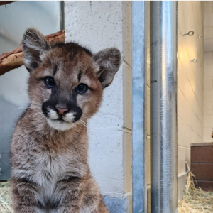 Cougar cub