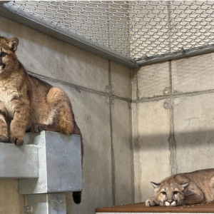 Cougar cub with second cougar lying down in the background