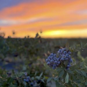 Blueberries at Burns Farm 1
