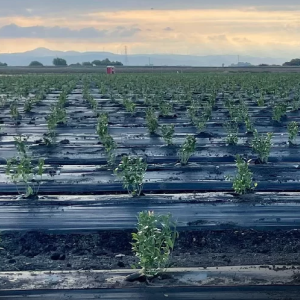 Blueberries at Burns Farm - Planting phase 2
