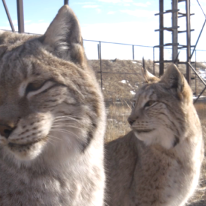 bobcats