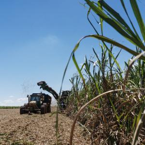 Sugarcane harvest