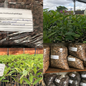 seeds and seedlings