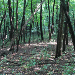 Uninvaded, buckthorn-free oak forest with native tree and shrub diversity.