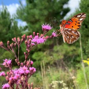  Open forest areas like this one in Florida are an important food source for pollinators.