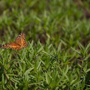 Butterfly flying over grass