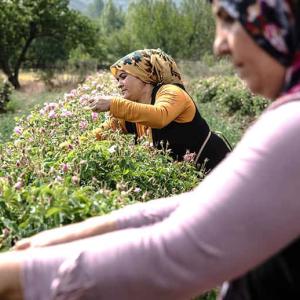 people working on plants