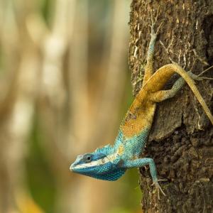 Lizard climbing tree