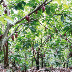 cocoa plants