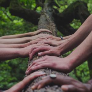 Many different hands holding the trunk of a tall tree