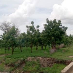 Reforestation projects in Cameroon