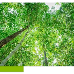 Looking up through trees