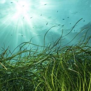 underwater landscape with sun shining above and plants waving below