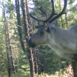 A caribou in a forested area.