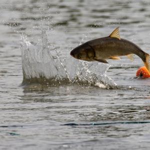 An invasive silver carp jumping out of the water
