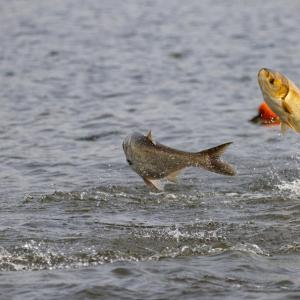 2 invasive silver carp jumping out of the water