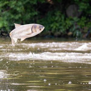 An invasive silver carp jumping out of the water