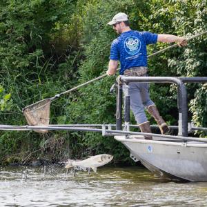 fisherman attempting to catch a jumping invasive carp with a net