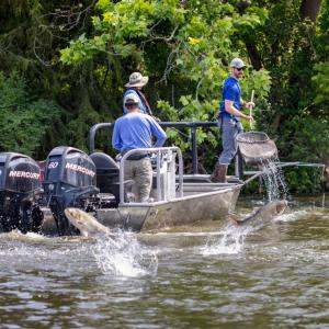 Fishers on a boat with invasive carp jumping out of the water