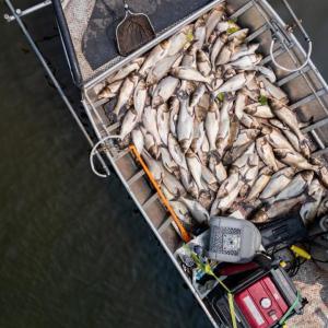Aerial view of a boat hauling invasive carp