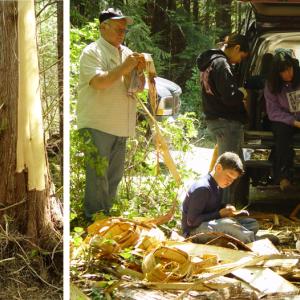 On the left, a woman peels a strip of bark from a cedar tree. On the right group gathers together as they work to remove the outer bark from the cambium layer of several bark peelings.