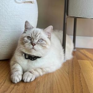 Christine Perkins white cat seated on a hardwood floor.