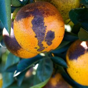 oranges showing citrus greening