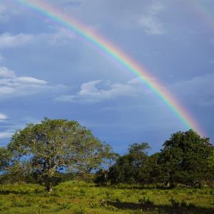 Rainbow going over some trees