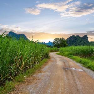 Pathway leading through sugarcane fields