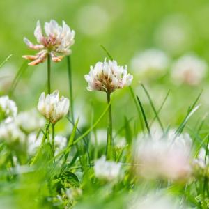 Clover