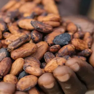 Cupped hands holding cocoa beans
