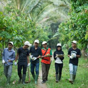 Team walking through cocoa farm