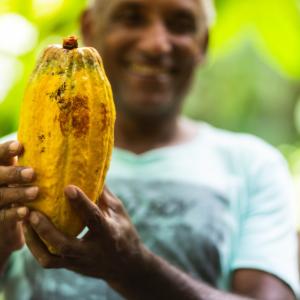 Person holding a cocoa fruit