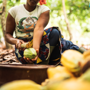 Cocoa Farmer