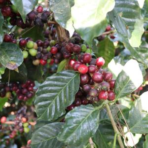 Coffee cherries on a coffee plant in Honduras. Coffee cherries are the red fruits that grow on coffee plants that contain the coffee beans used to make coffee.