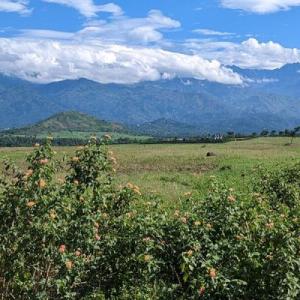 Coffee fields in Uganda