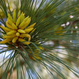 Close up of catkins full of pollen