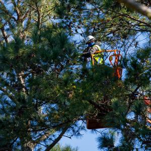 Rayonier worker in a lift, harvesting catkins full of pollen from trees