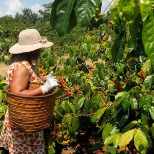 A person with gloves and a wide brim hat carrying a basket in a dense forest area.
