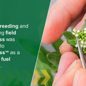 Through breeding and gene editing field pennycress was converted to CoverCress as a renewable fuel feedstock.
