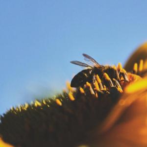 Close up of a bee on a flower.