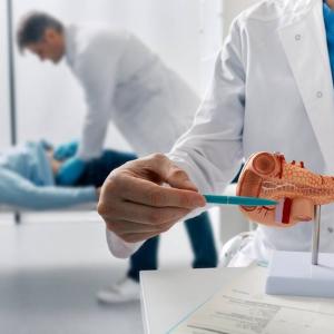 A person using a pen to point to a model of an organ. A person examining the abdomen of another laying down.