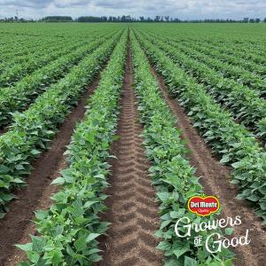 Del Monte: Growers of Good. Overhead shot of field of vegetables.