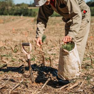 A native tree and shrub project being planted at an ALUS Middlesex project site. 