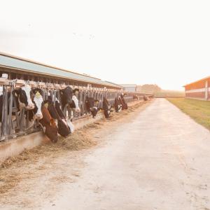 cows on a farm