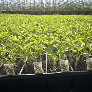 Plants inside greenhouse at De Francesco Farm